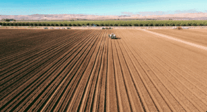 Terpene Belt Farms - Field
